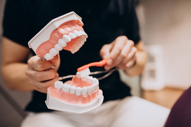 curiosidades sobre odontologia dentista escovando os dentes de um prototipo de boca